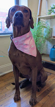 Load image into Gallery viewer, Koa&#39;s Ruff Life, Koa in a large pink &quot;it&#39;s my gotcha day&quot; bandana

