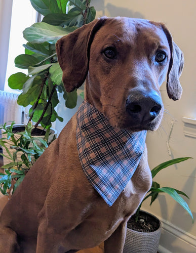 Koa's Ruff Life, Koa in a large luxury brand inspired tartan plaid bandana