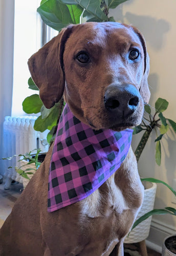 Koa's Ruff Life, Koa in a large purple/black plaid bandana