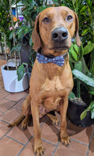 Load image into Gallery viewer, Koa&#39;s Ruff Life, Koa in a large totally jawsome blue bow tie
