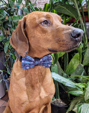 Load image into Gallery viewer, Koa&#39;s Ruff Life, Koa in a large totally jawsome blue bow tie
