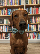 Load image into Gallery viewer, Koa&#39;s Ruff Life, Koa in a large blue bookworm bow tie
