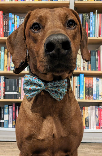 Koa's Ruff Life, Koa in a large blue bookworm bow tie