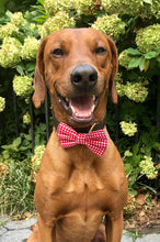 Load image into Gallery viewer, Koa&#39;s Ruff Life, Koa in a large checkered red bow tie for dogs personalized with your pup&#39;s name
