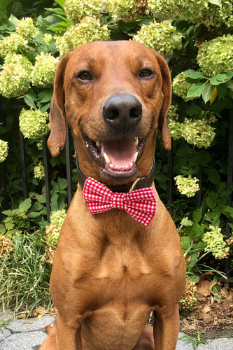 Koa's Ruff Life, Koa in a large checkered red bow tie for dogs personalized with your pup's name