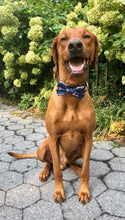 Load image into Gallery viewer, Koa&#39;s Ruff Life, Koa in a large New England Patriots bow tie
