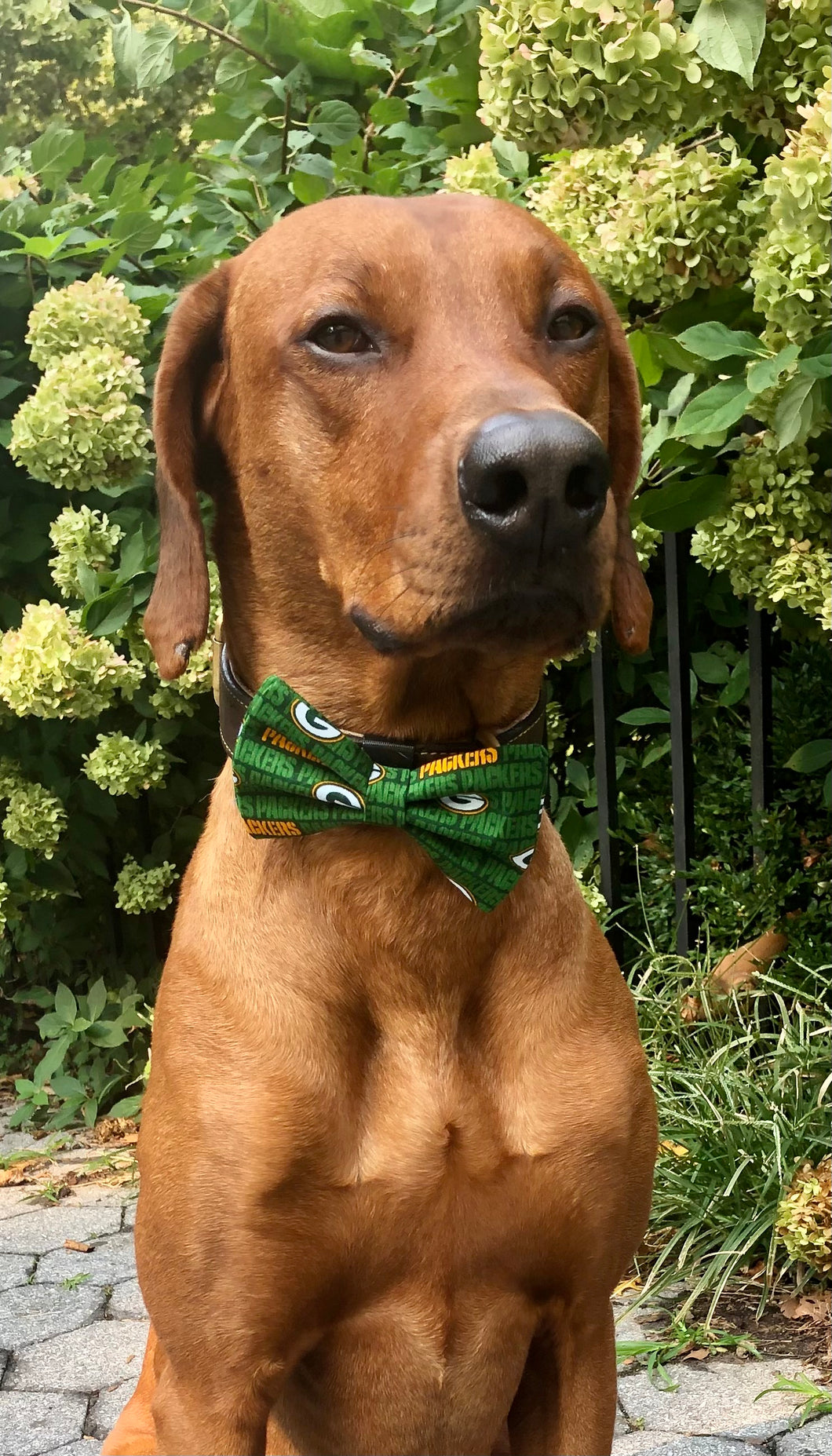Koa's Ruff Life, Koa in a large Green Bay Packers dog bow ties for dogs