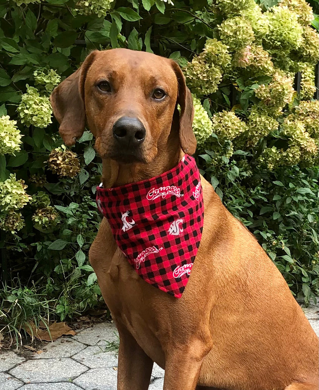 Koa's Ruff Life, Koa in a large Washington State Cougars Flannel Checker Dog Bandana