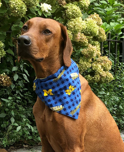 Koa's Ruff Life, Koa in a large Michigan Wolverines checkered flannel dog bandana