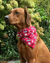 Load image into Gallery viewer, Koa&#39;s Ruff Life, Koa in a large Alabama Crimson Tide bandana
