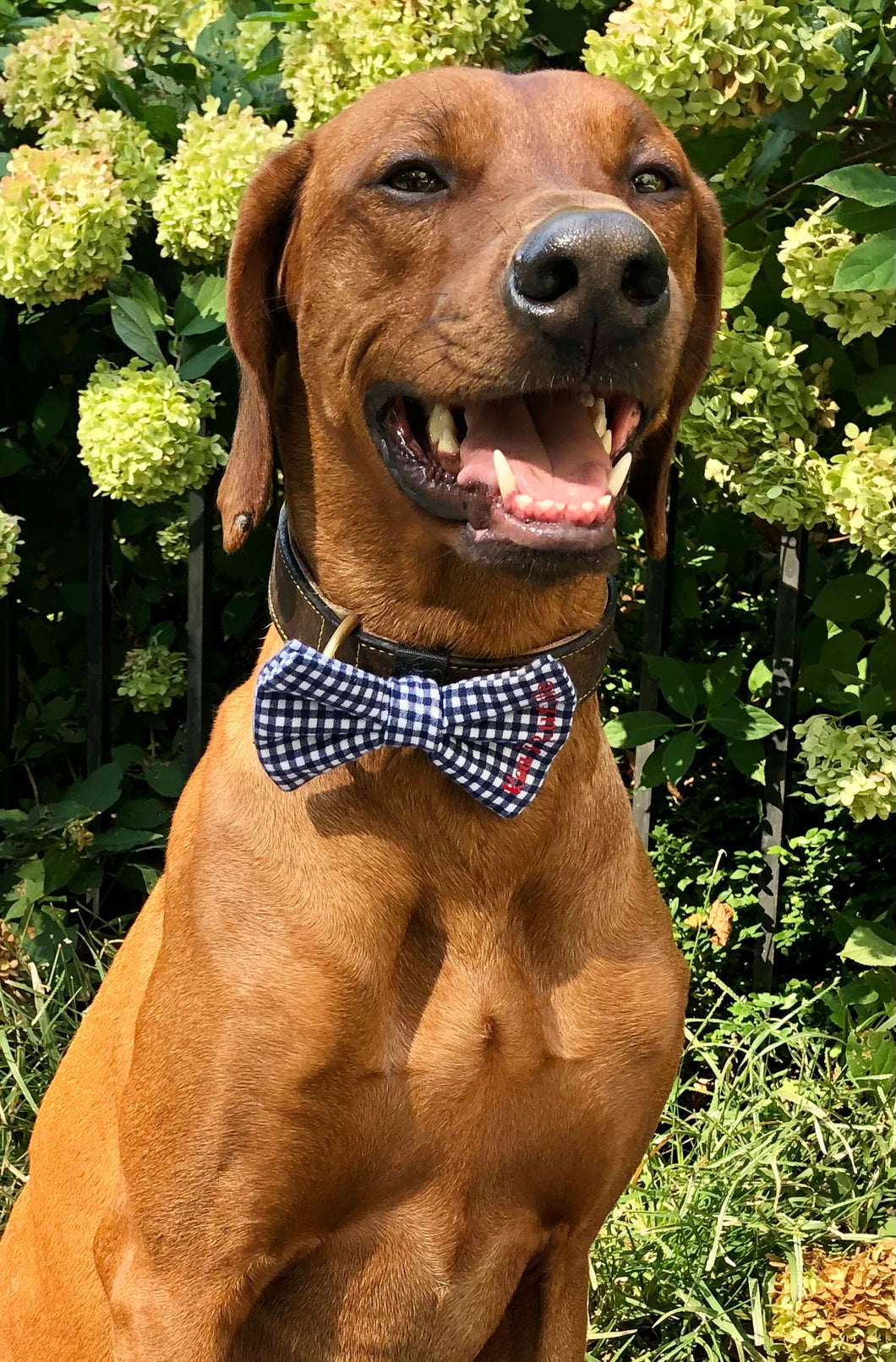 Koa's Ruff Life, Koa in a large checkered blue bow tie personalized with your pup's name. Perfect for fall/autumn and winter