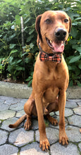 Load image into Gallery viewer, Koa&#39;s Ruff Life, Koa in a large fall orange and black plaid bow tie for dogs
