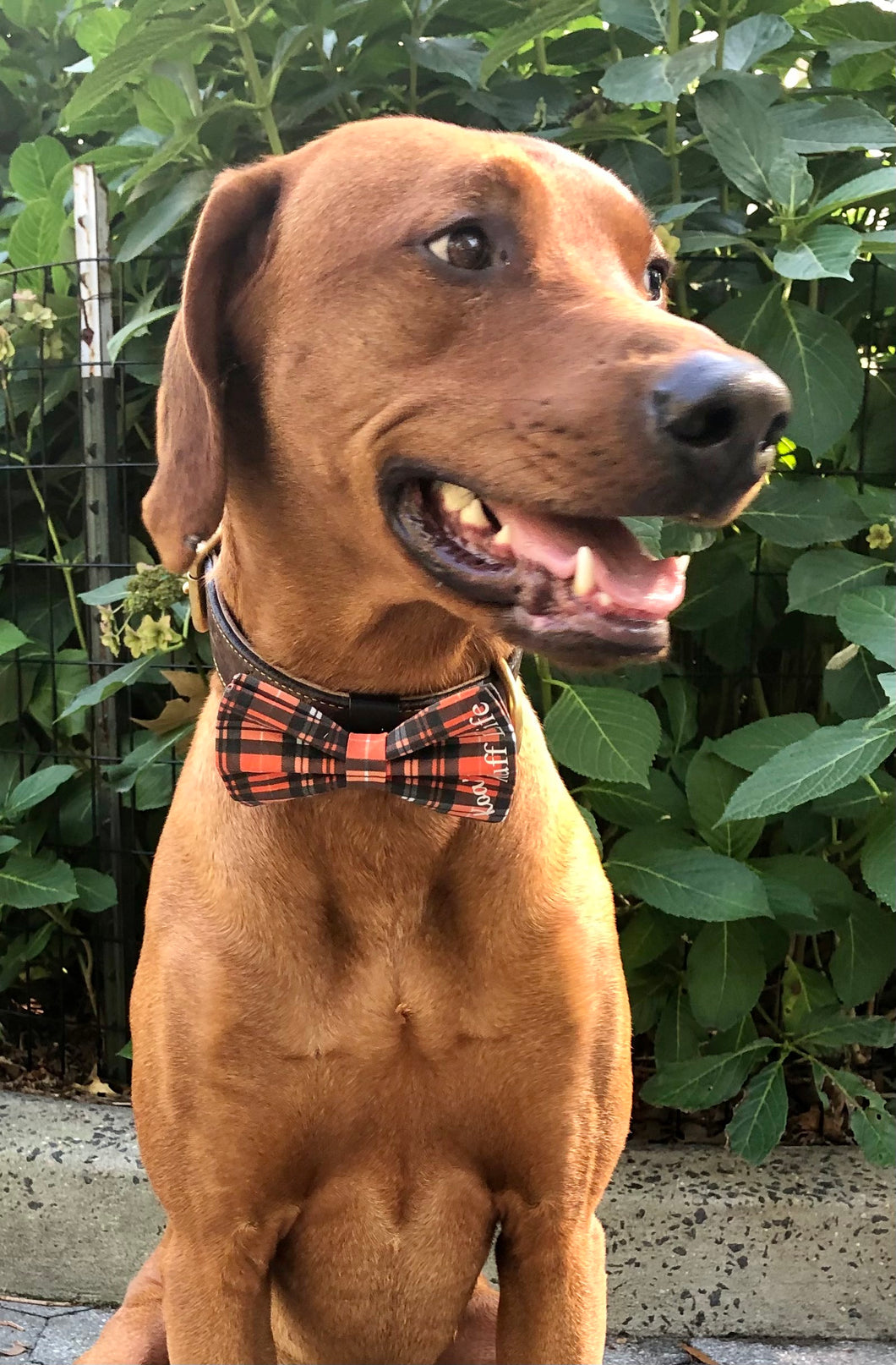 Koa's Ruff Life, Koa in a large fall orange and black plaid bow tie for dogs