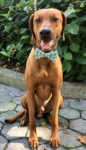 Load image into Gallery viewer, Koa&#39;s Ruff Life, Koa in a large, &quot;mommy&#39;s little pumpkin&quot; bow tie for dogs
