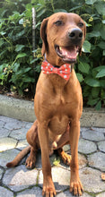Load image into Gallery viewer, Koa&#39;s Ruff Life, fall orange coffee and donut bow tie for dogs.
