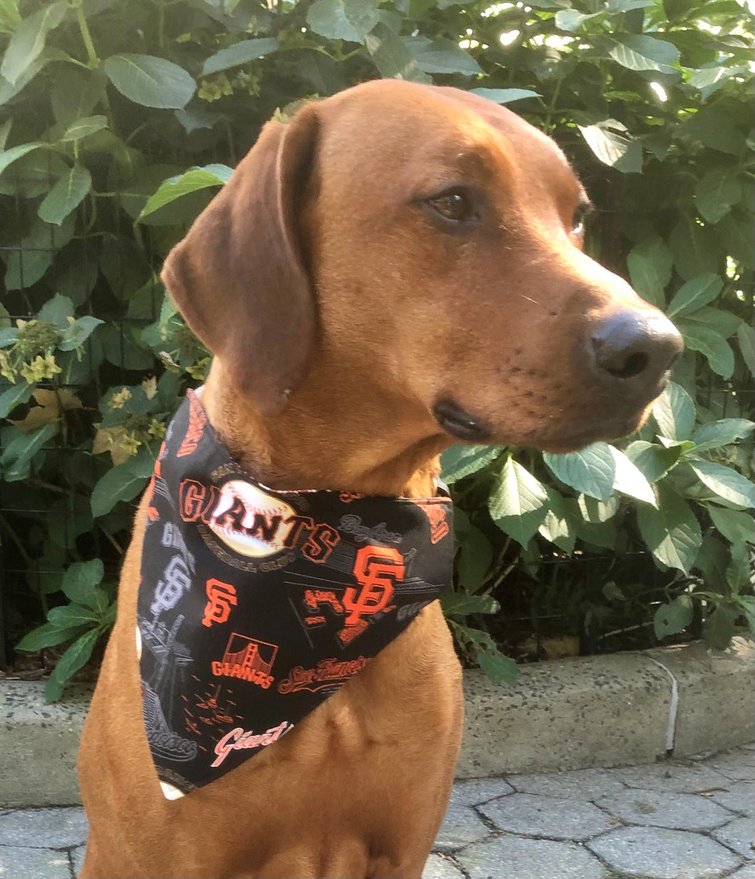 Koa's Ruff Life, Koa in a large MLB San Francisco Giants bandana for dogs