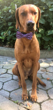 Load image into Gallery viewer, Koa&#39;s Ruff Life, Koa in a large Halloween black bats on purple cotton fabric bow tie for dogs
