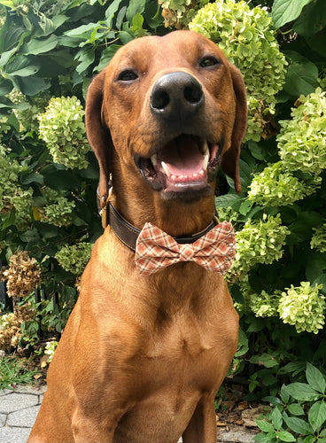 Koa's Ruff Life, Koa in a large fall orange and brown plaid bow tie for dogs
