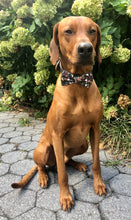 Load image into Gallery viewer, Koa&#39;s Ruff Life, Koa in a large black halloween bow tie for dogs. Featres pumpokins, jack-o-lantern, and ghost.
