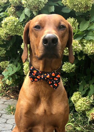 Koa's Ruff Life, Koa in a large Halloween Candy Corn bow tie for dogs personalized with your pup's name