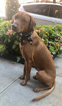 Load image into Gallery viewer, Koa&#39;s Ruff Life, Koa in a large New Orleans Saints sailor bow
