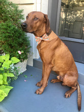 Load image into Gallery viewer, Koa&#39;s Ruff Life, Koa in a large pumpkin spice fall bow tie for dogs
