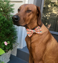 Load image into Gallery viewer, Koa&#39;s Ruff Life, Koa in a large pumpkin spice fall bow tie for dogs
