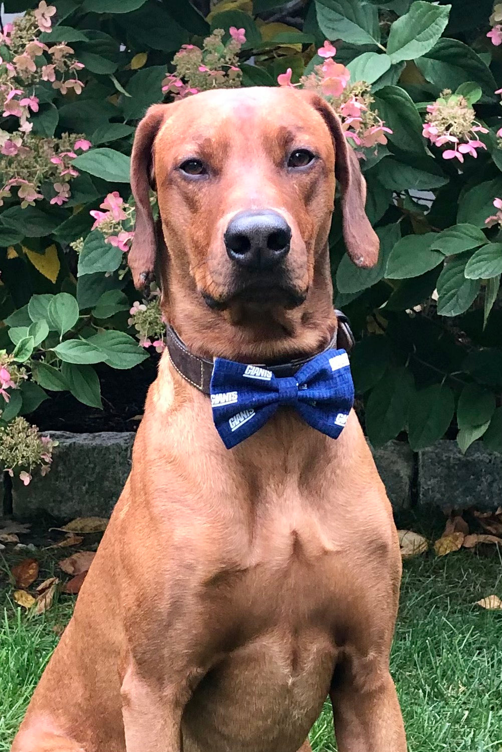 Koa's Ruff Life, Koa in a large New York Giants bow tie for dogs