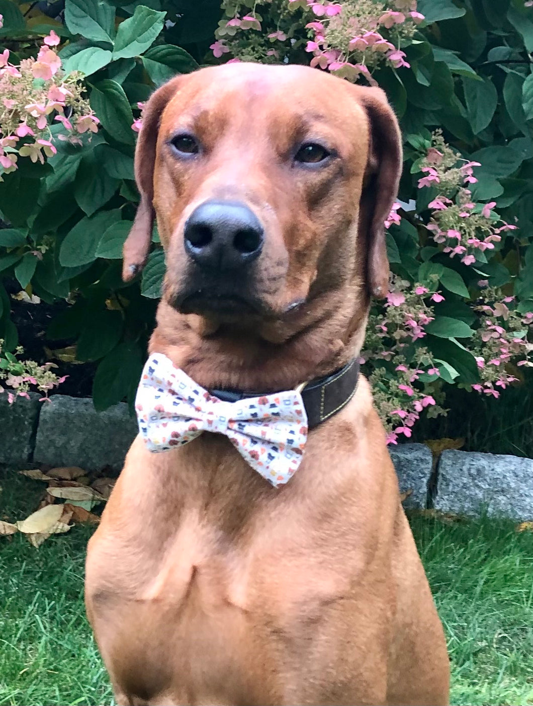 Koa's Ruff Life, Koa in a large Thanksgiving Day themed bow tie for dogs