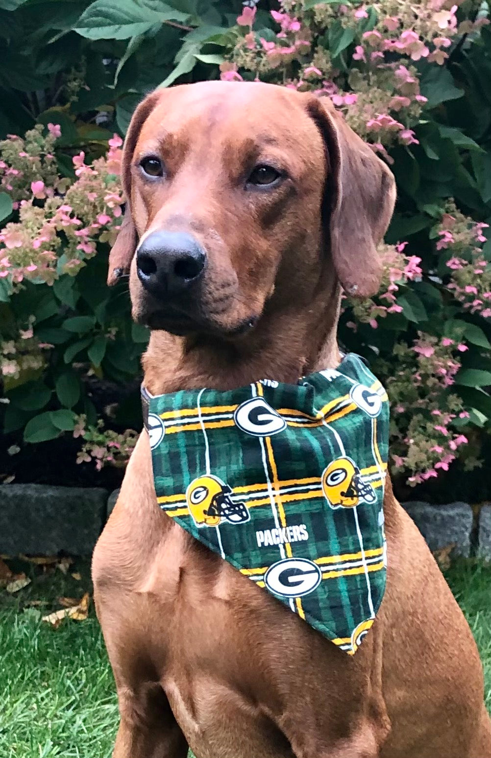 Koa's Ruff Life, Koa in a large NFL Green Bay Packers dog bandana personalized with your pup's name