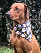 Load image into Gallery viewer, Koa&#39;s Ruff Life, Koa in a large NFL Pittsburgh Steelers bandana for dogs
