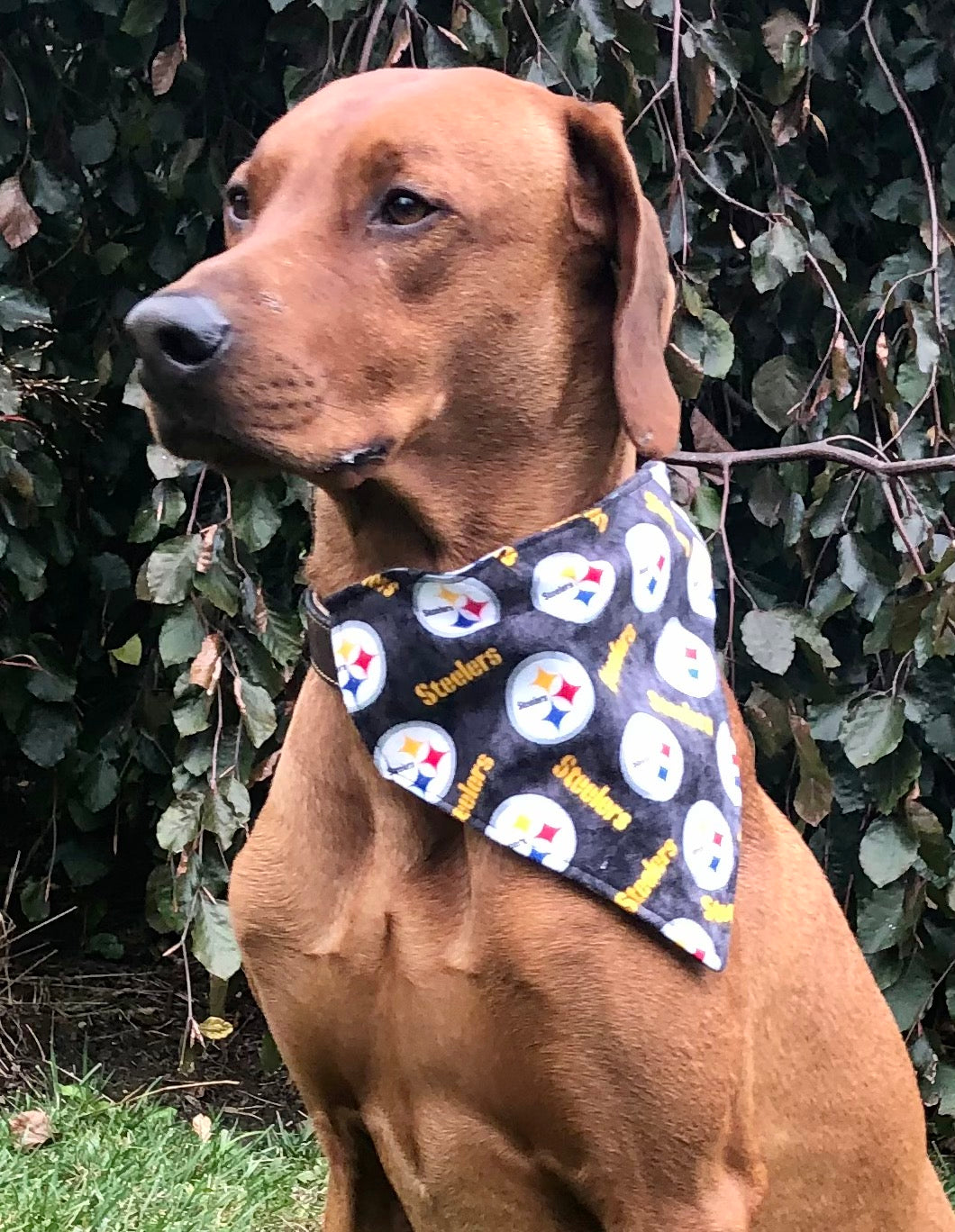 Koa's Ruff Life, Koa in a large NFL Pittsburgh Steelers bandana for dogs