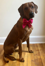 Load image into Gallery viewer, Koa&#39;s Ruff Life, Koa in a large solid pink sailor bow personalized with your pup&#39;s name
