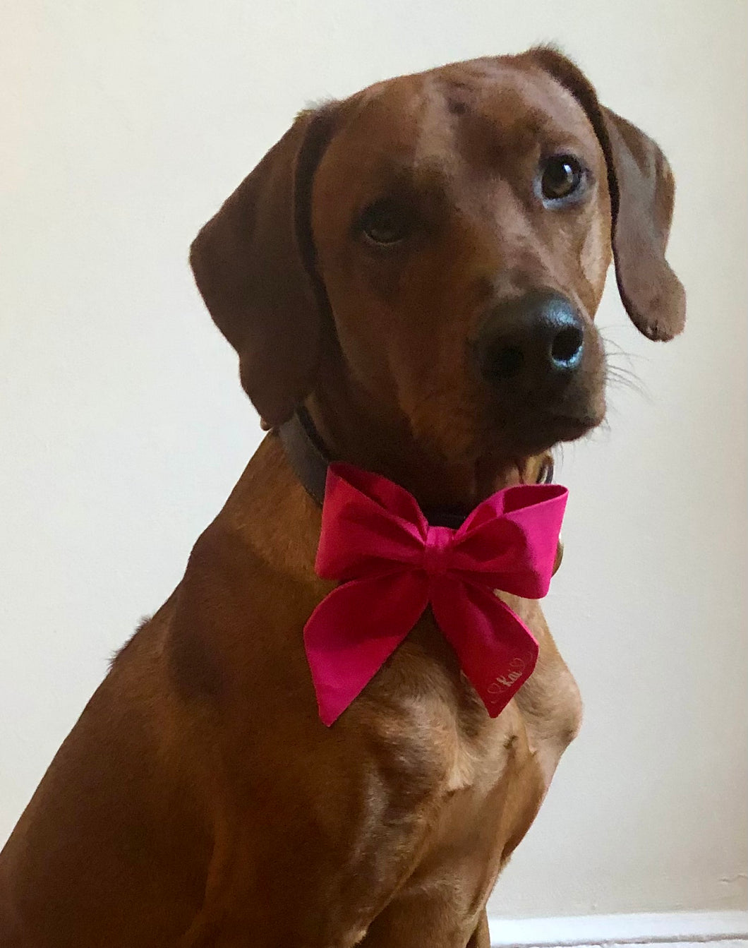 Koa's Ruff Life, Koa in a large solid pink sailor bow personalized with your pup's name
