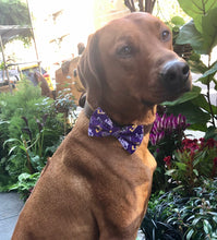 Load image into Gallery viewer, Koa&#39;s Ruff Life, Koa in a large LSU Tigers purple bow tie for dog
