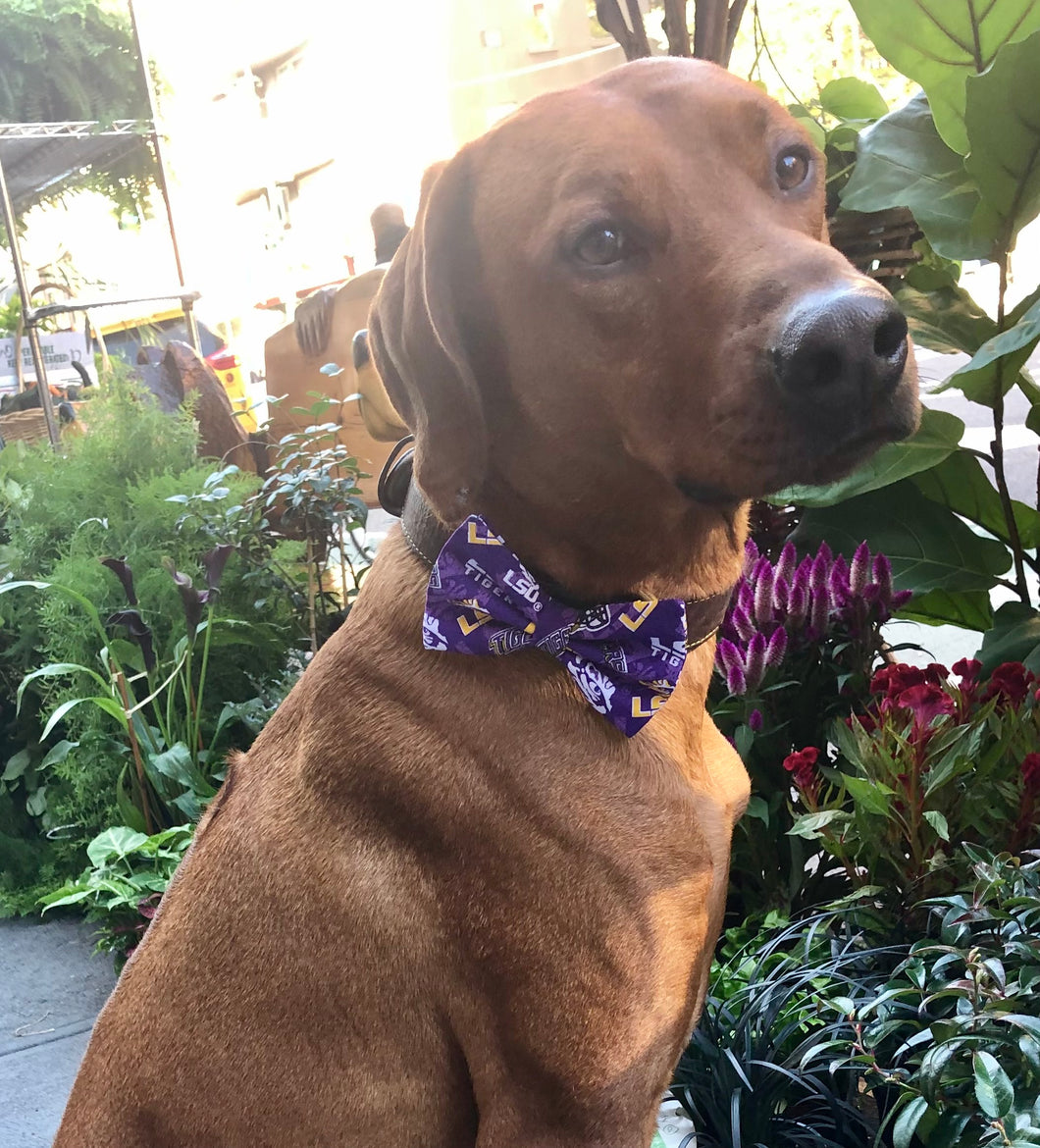 Koa's Ruff Life, Koa in a large LSU Tigers purple bow tie for dog
