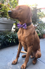 Load image into Gallery viewer, Koa&#39;s Ruff Life, Koa in a large LSU Tigers purple bow tie for dog
