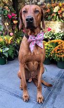 Load image into Gallery viewer, Koa&#39;s Ruff Life, Koa in a large pink birthday girl cake sailor bow
