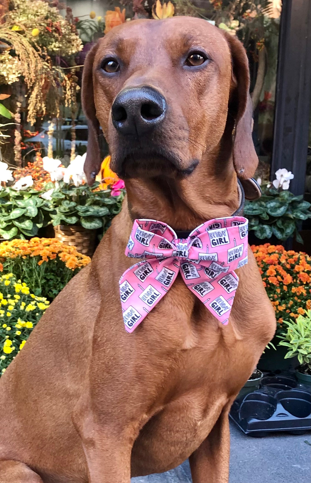 Koa's Ruff Life, Koa in a large pink birthday girl cake sailor bow