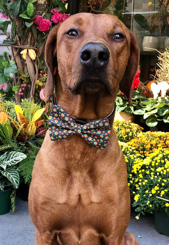 Koa's Ruff Life, Koa in a large Fall festival candy apple bow tie for dogs personalized with your pup's name