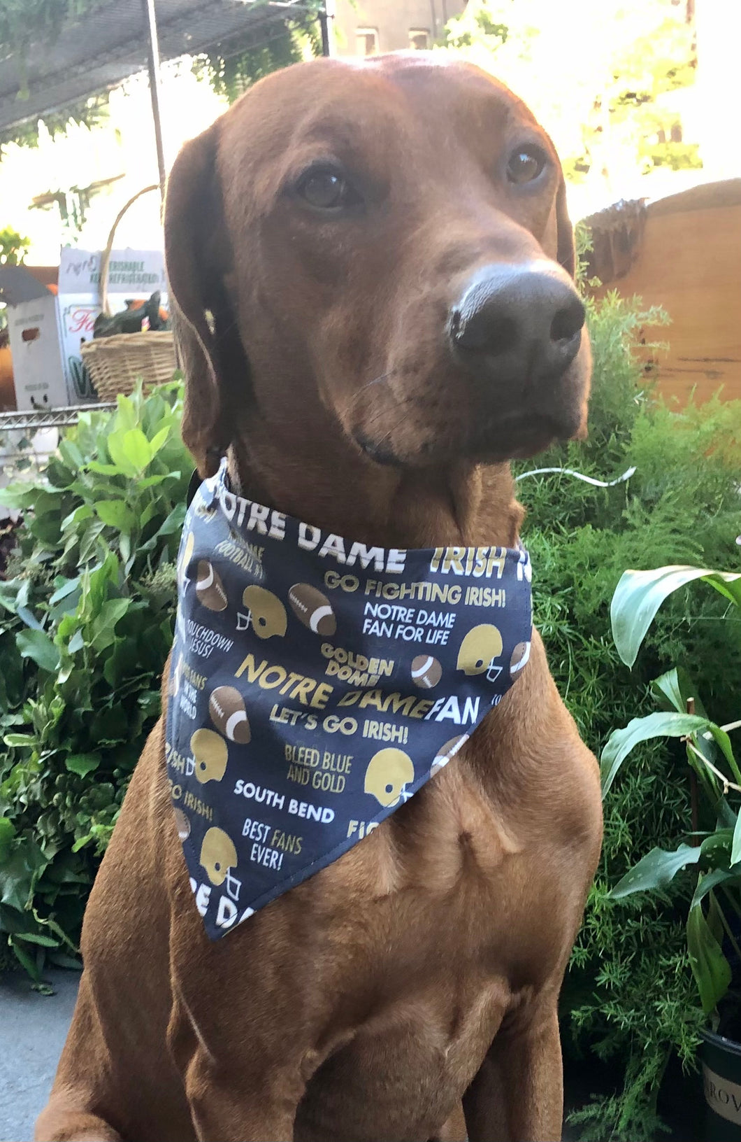 Koa's Ruff Life, Notre Dame Fighting Irish football over the collar bandana for dogs