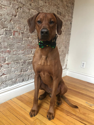 Koa's Ruff Life, Koa in a large luck of the Irish bow tie 