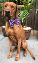 Load image into Gallery viewer, Koa&#39;s Ruff Life, Koa in a large purple LSU Tiger sailor bow for dogs
