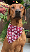 Load image into Gallery viewer, Koa&#39;s Ruff Life: Koa in a large Texas A&amp;M  bandana for dogs
