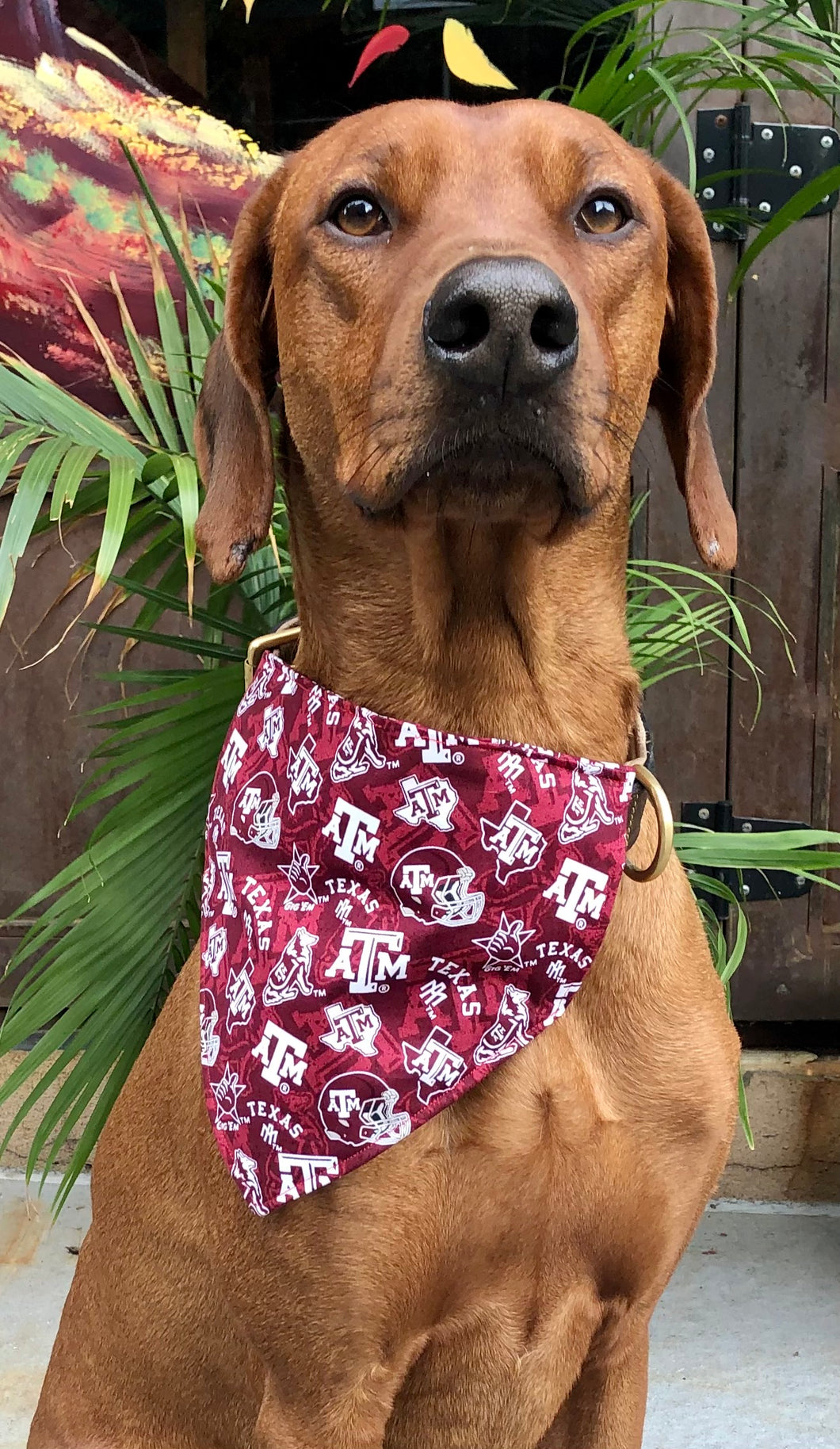 Koa's Ruff Life: Koa in a large Texas A&M  bandana for dogs