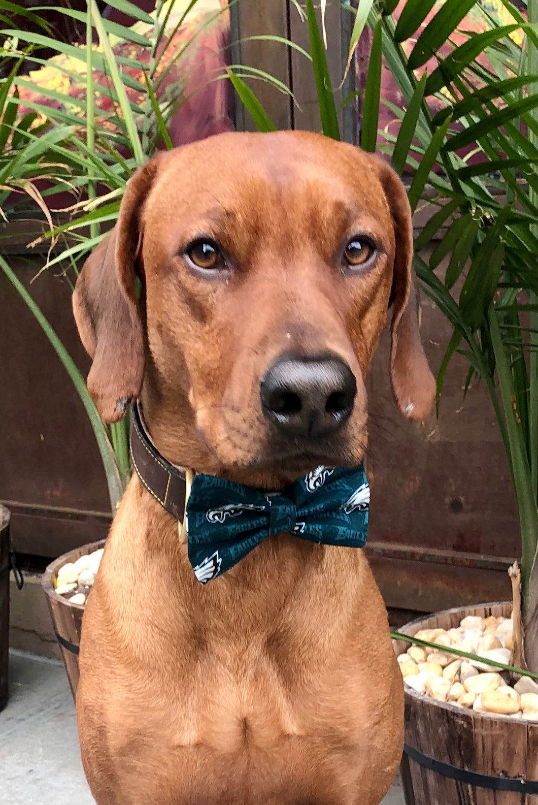 Koa's Riff Life, Koa in a large green and white Philadelphia Eagles bow tie for dogs