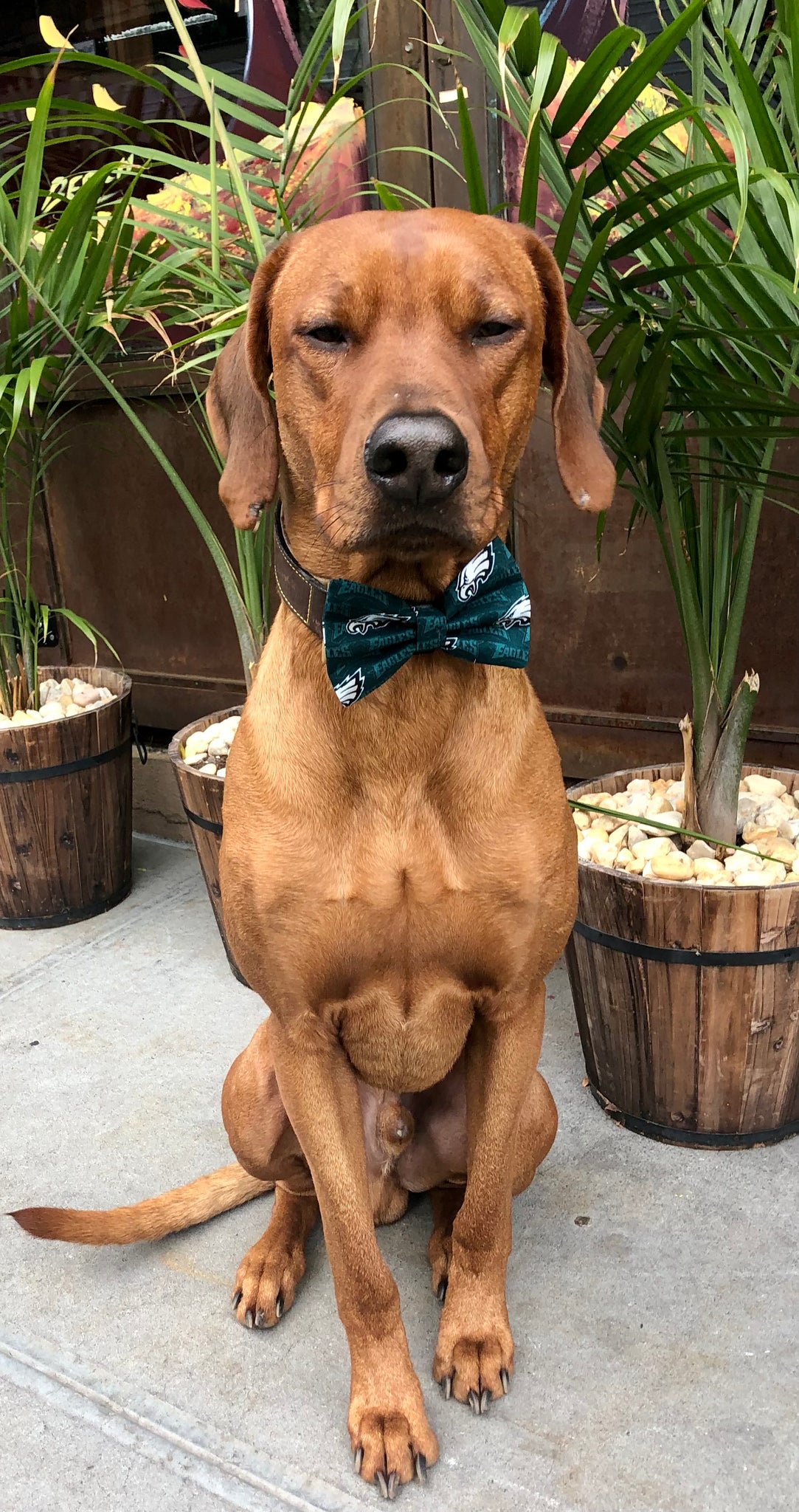 Philadelphia Eagles Bow Tie for Dogs – Koa's Ruff Life