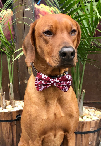 Koa's Ruff Life, Koa in a large Texas A&M bow tie for dogs