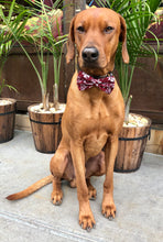 Load image into Gallery viewer, Koa&#39;s Ruff Life, Koa in a large Texas A&amp;M bow tie for dogs
