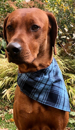 Koa's Ruff Life, Koa in a large The blue/blue plaid bandana personalized with your pup's name